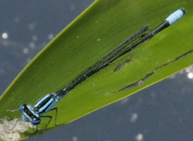 Turquoise Bluet